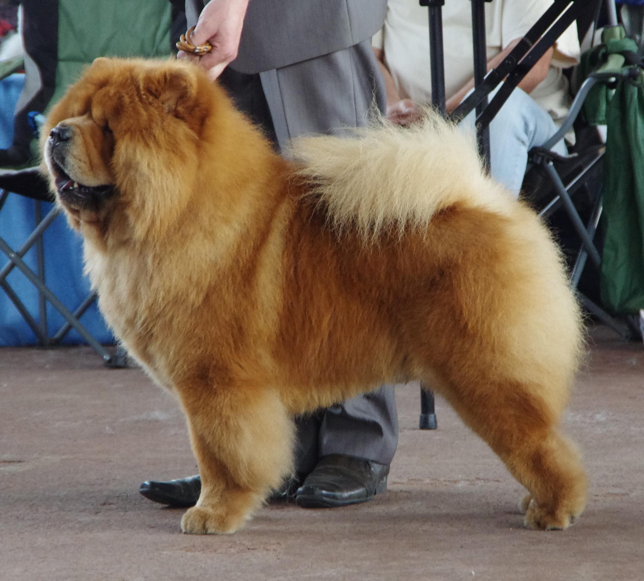 Сеня - 3,5 года - Минск CACIB - 05.06.2016г. - отл.1, CW, ЛК, ЛПП