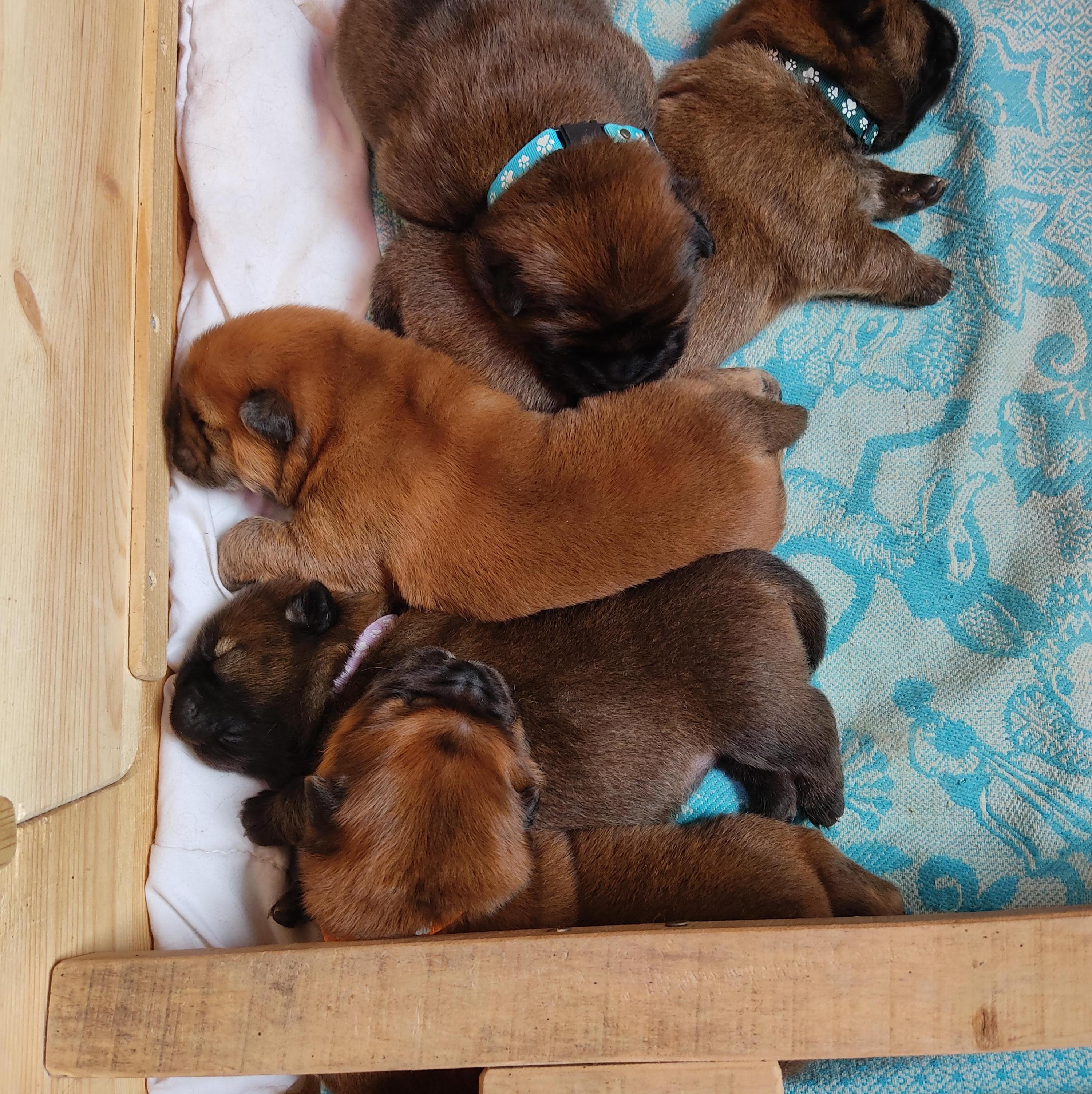 Клото Сани Анджонг