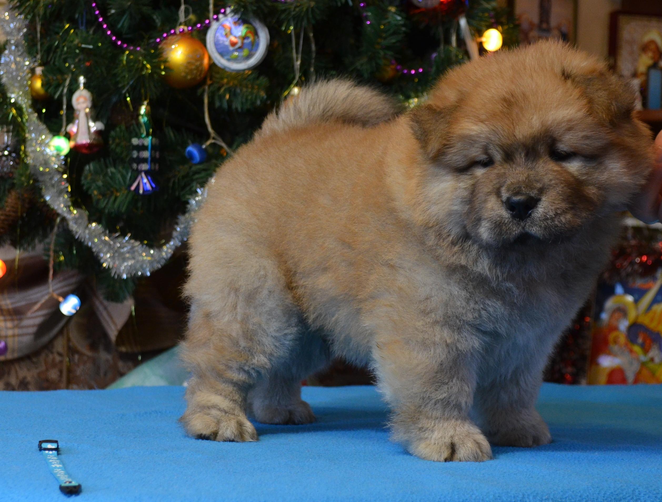 Клото Сантия Ли Мей 