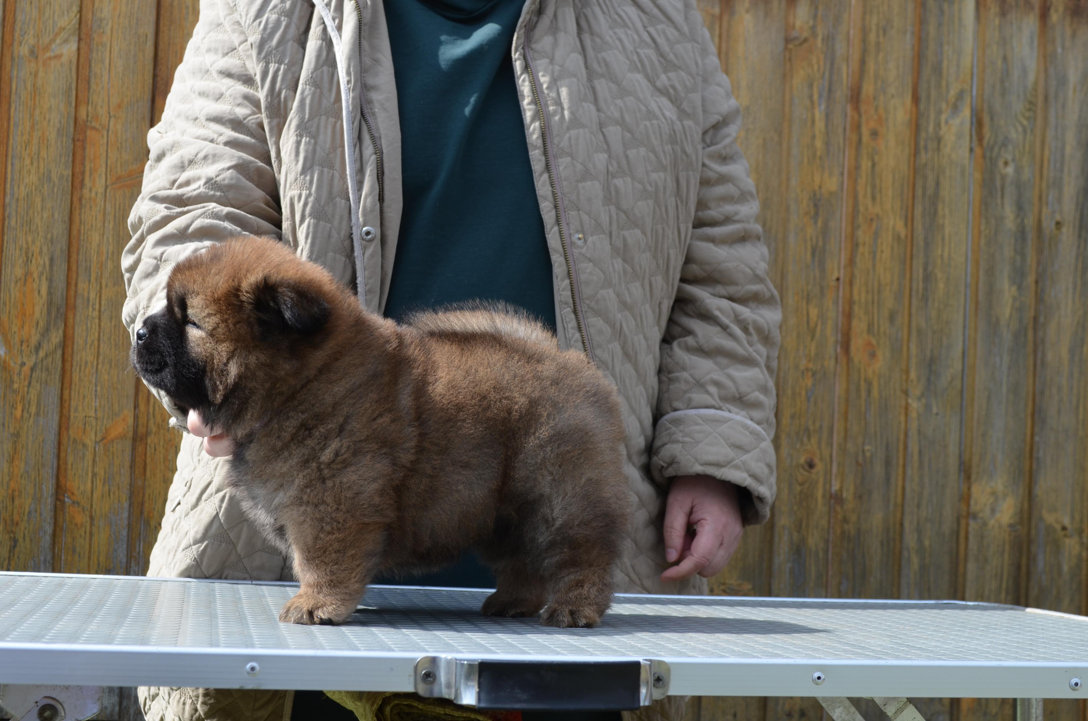 Клото Сани Анджонг