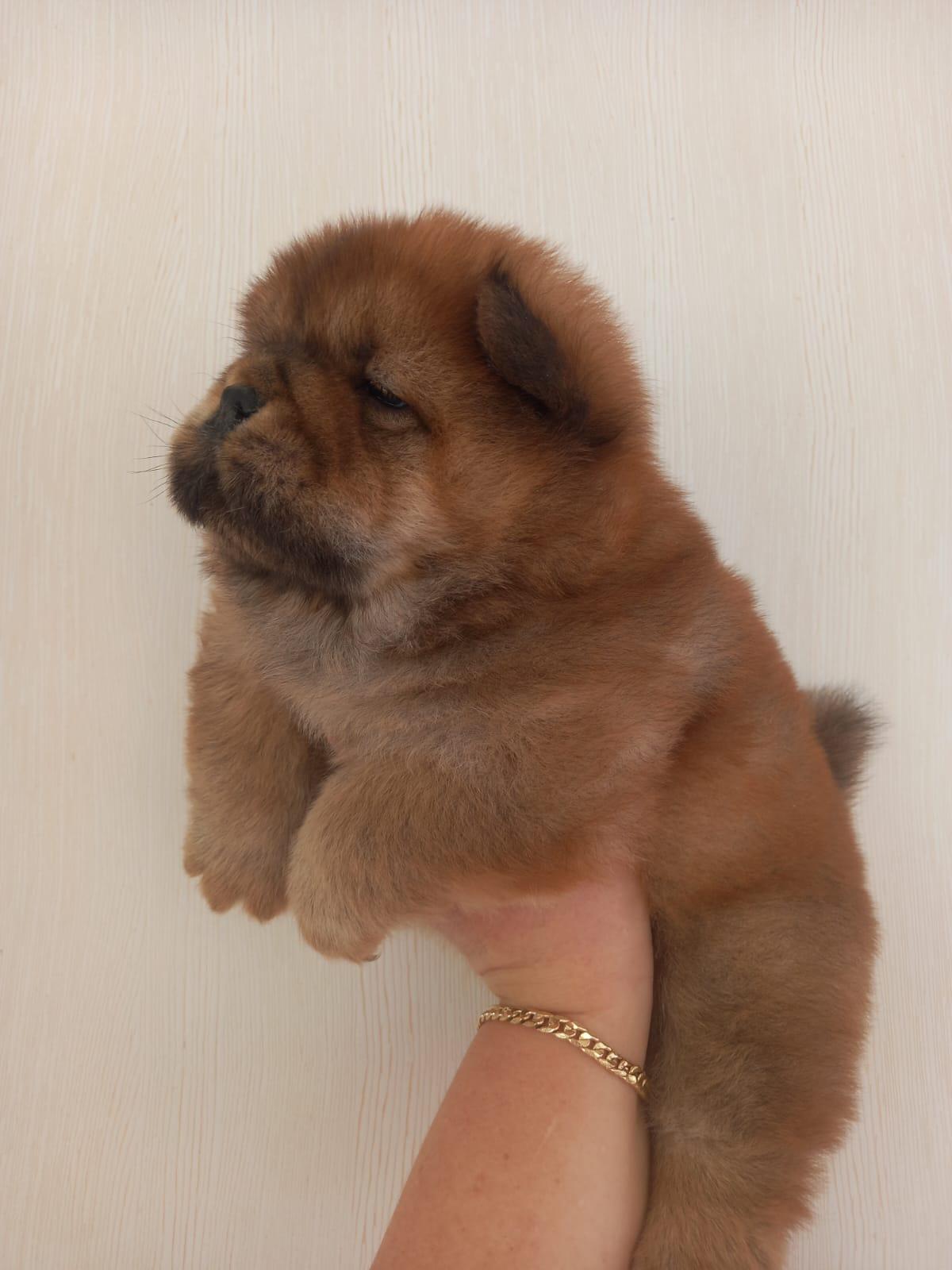 Клото Стефания Гуанчжоу