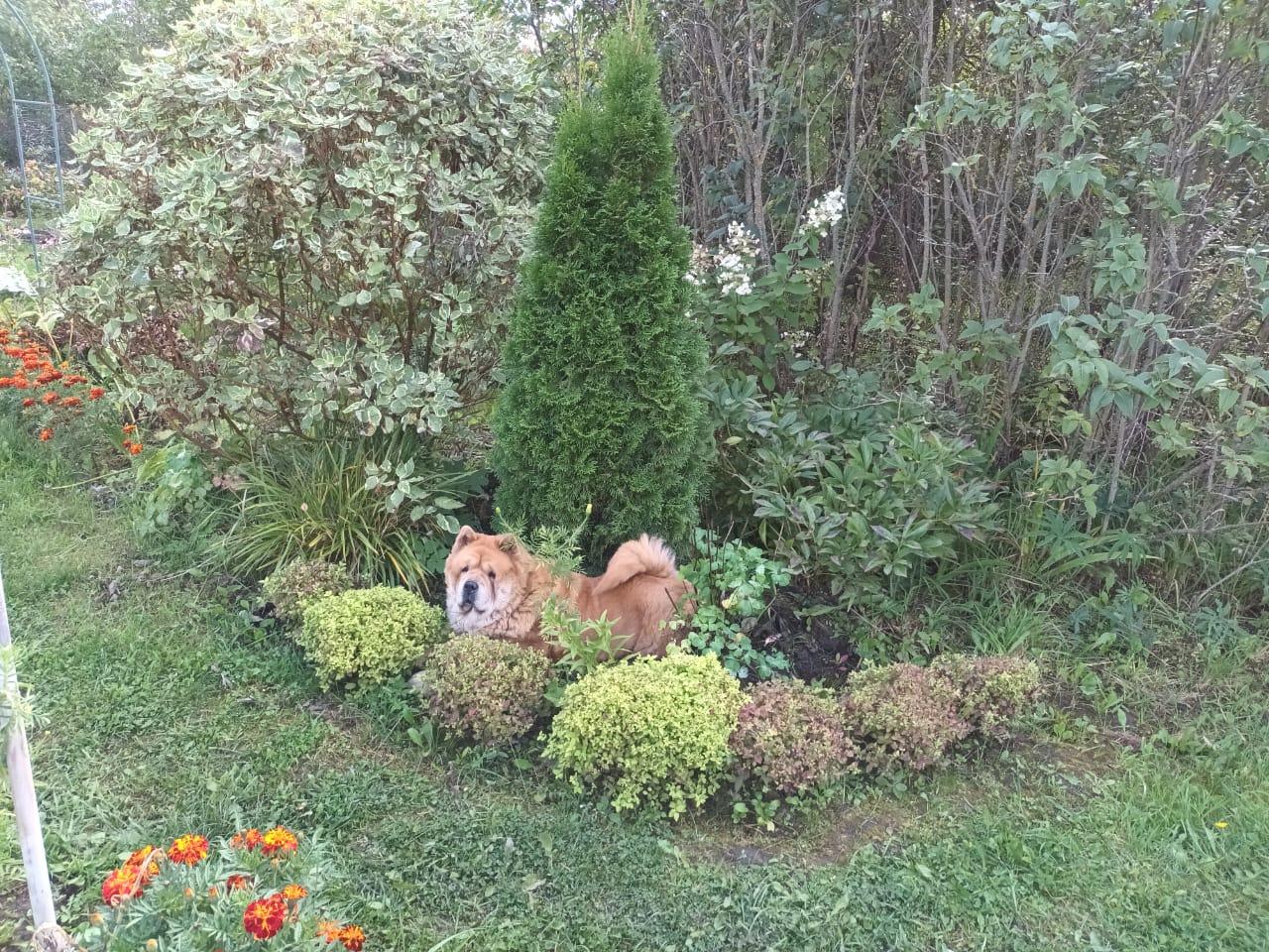 KLOTO BRIZARD MARIYA (Маша)