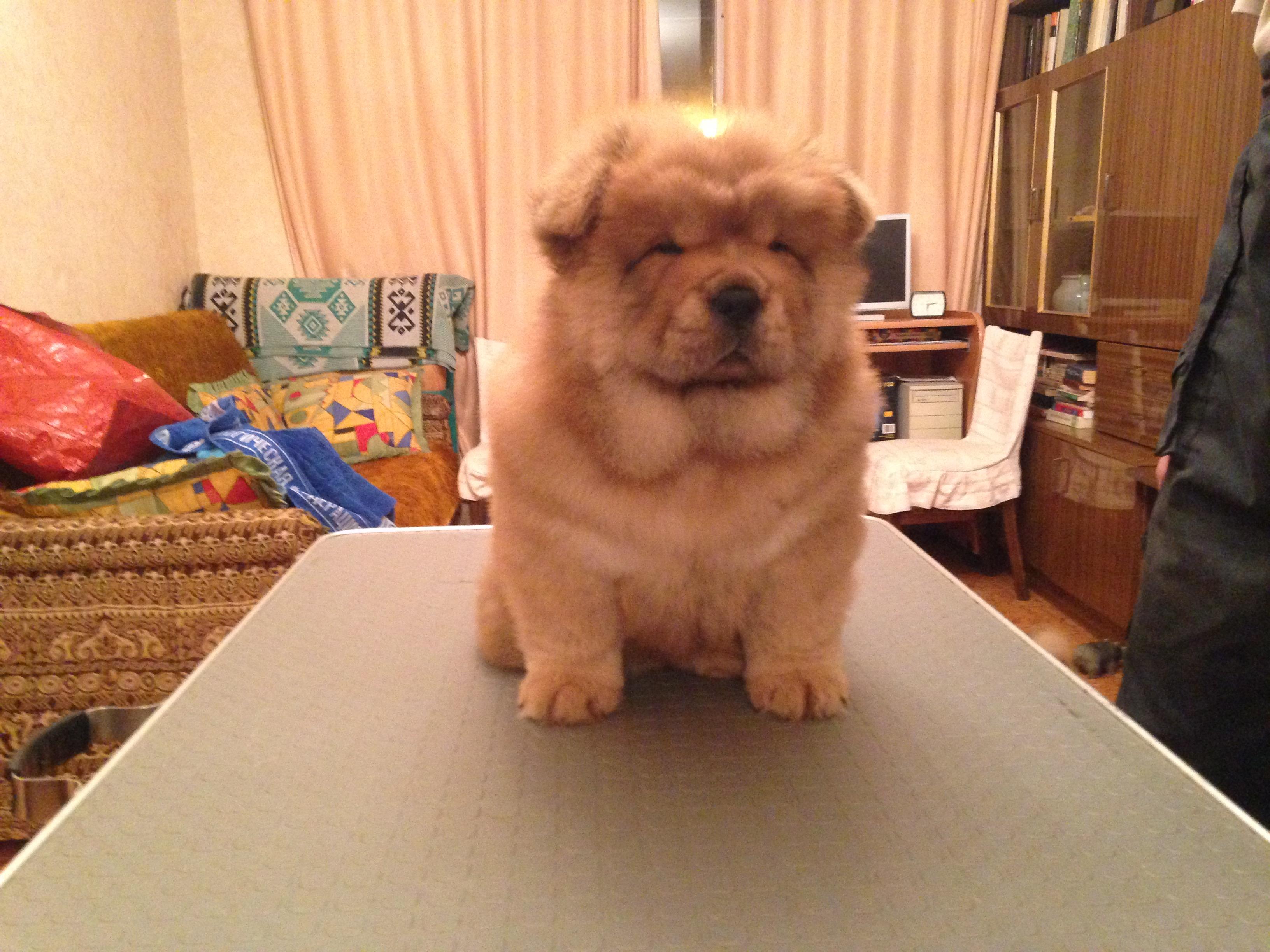 Клото Сани Анджонг