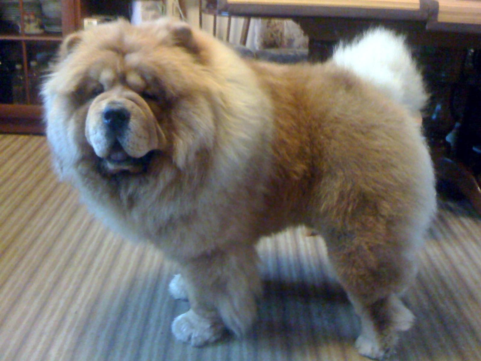 Цезарь 19 месяцев