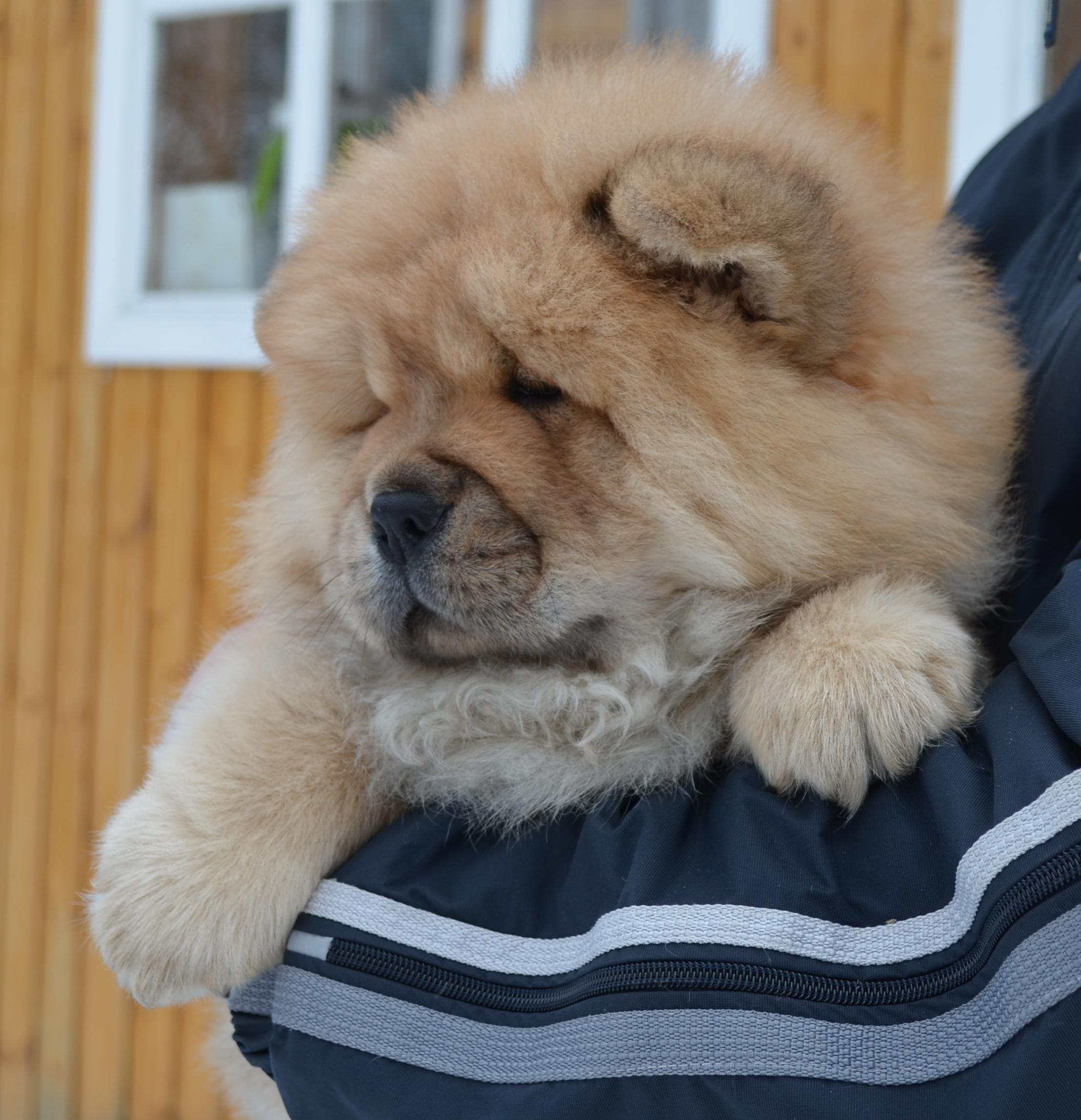 Клото Сильвия Мин Чжу