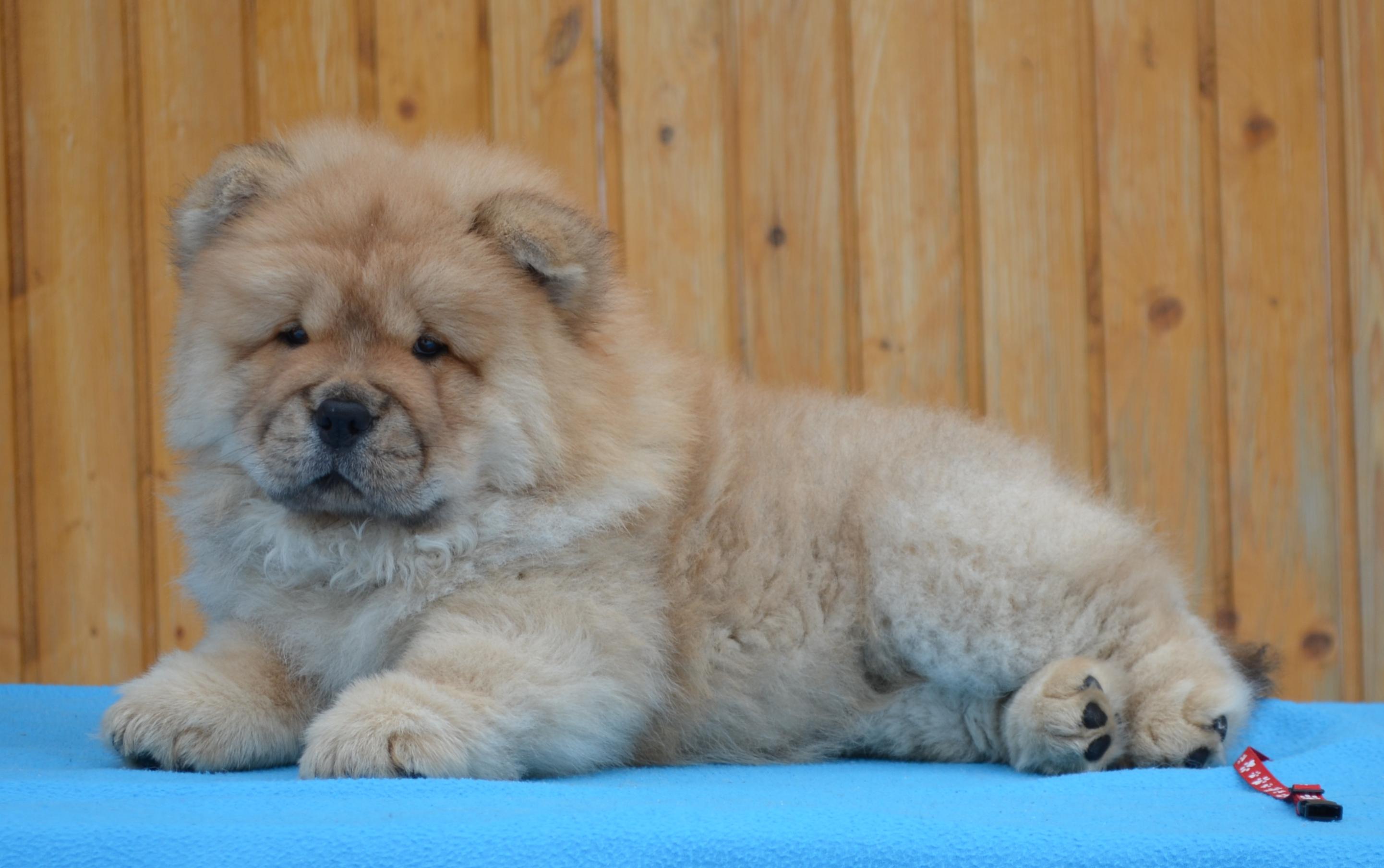 Клото Сильвия Мин Чжу