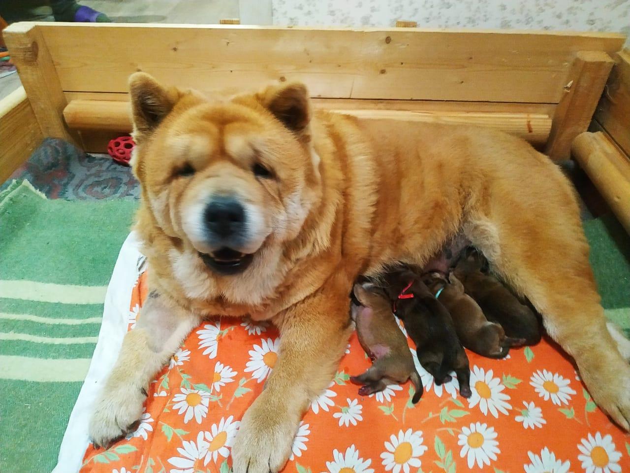 Клото Сани Анджонг