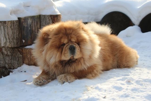 Цезарь 23 месяца