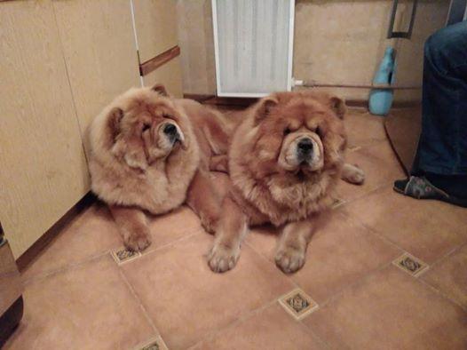 Клото Сильвия Мин Чжу