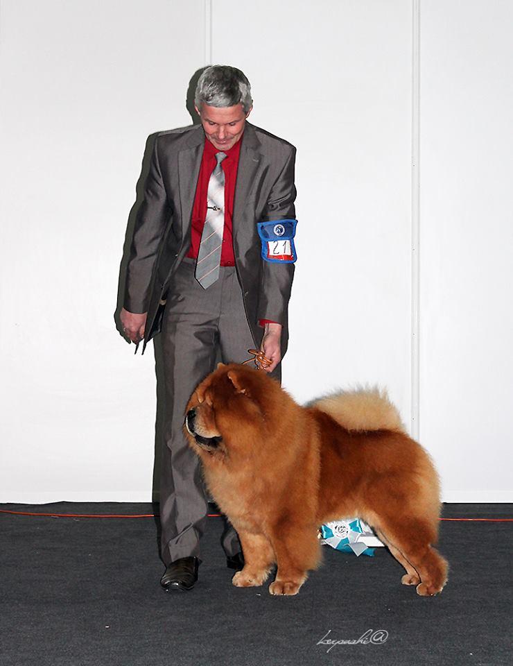 Сеня - 4 года - Золотое руно -2016 Нижний Новгород - 04.11.2016г. - отл.1, CW