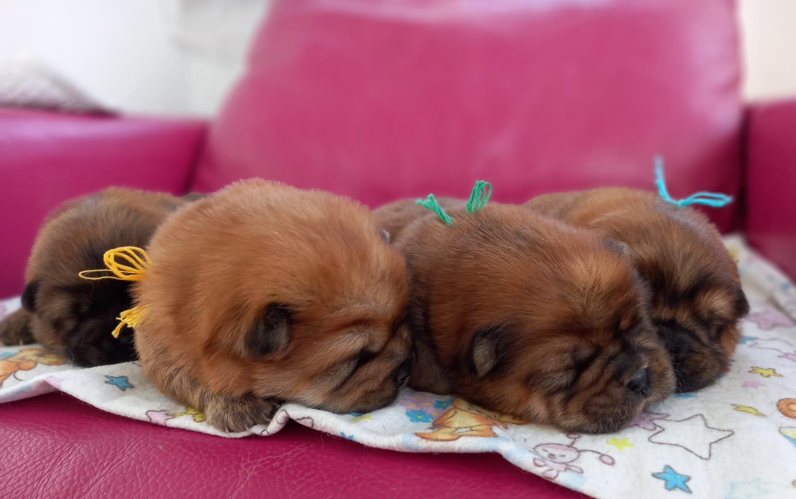 Клото Сани Анджонг