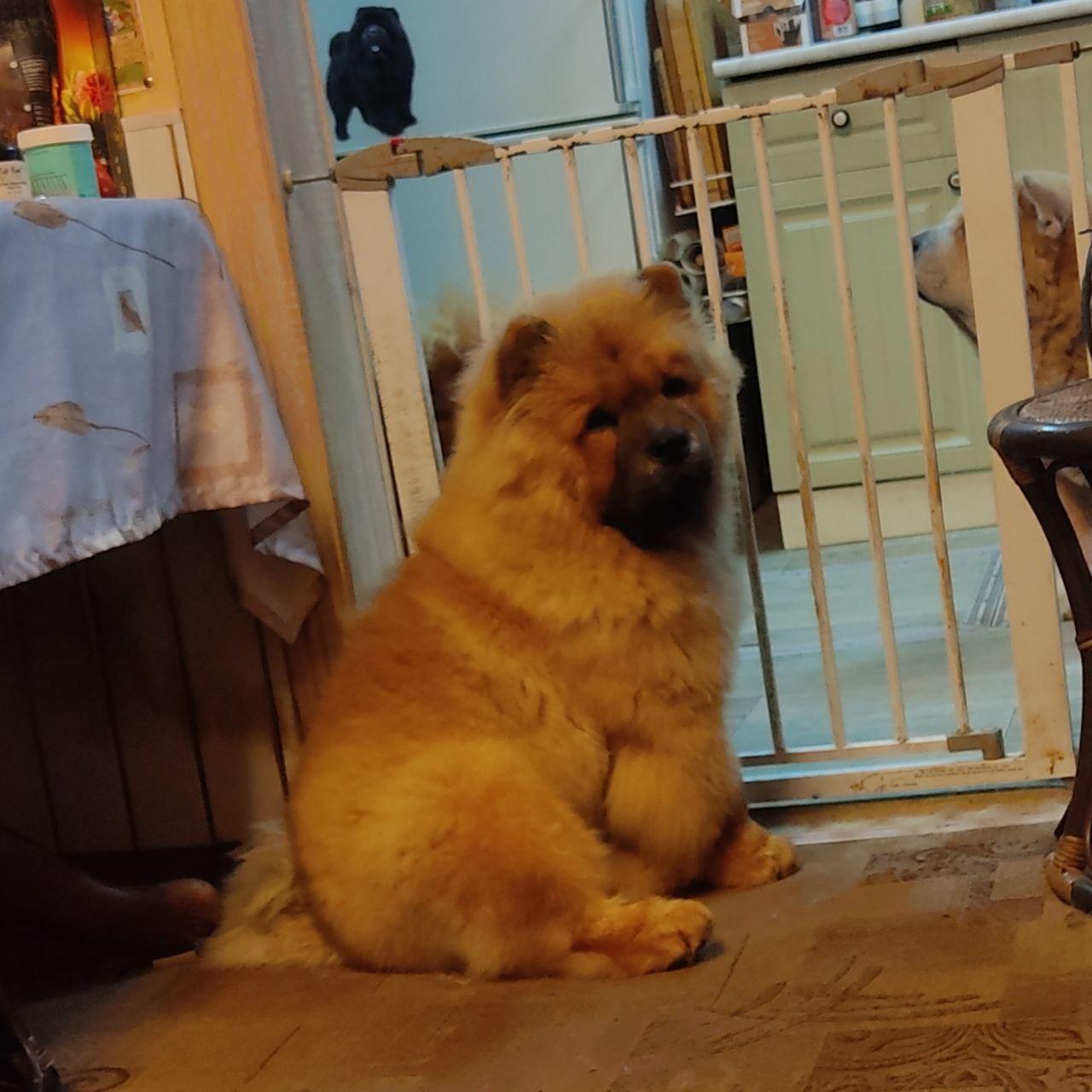 Осенний  Поцелуй Файер Сталкер (Сеня) - 1,5 месяца