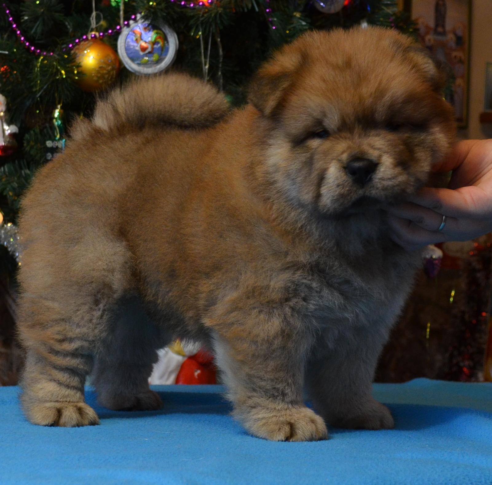 Клото Сани Анджонг