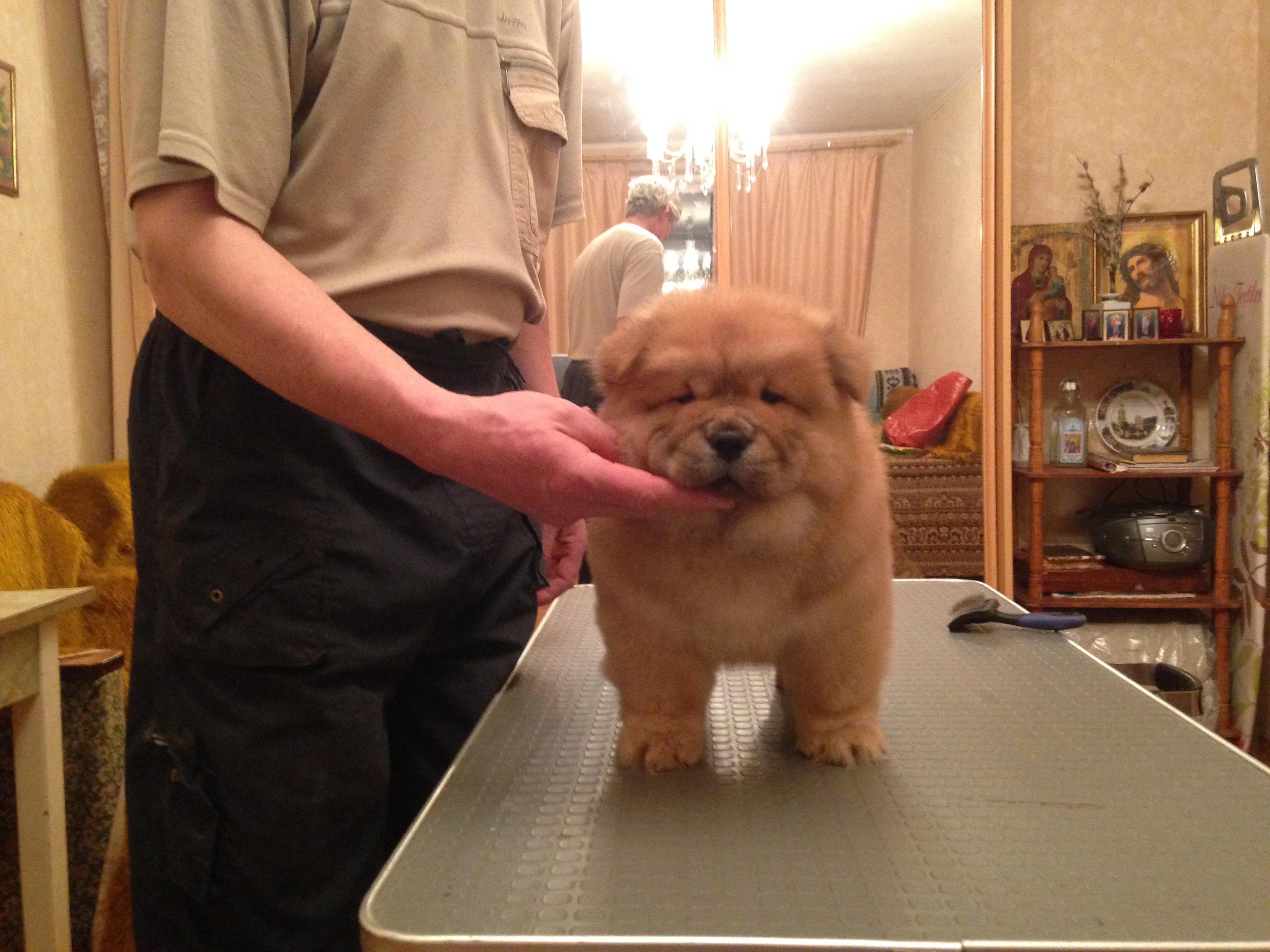 Клото Сантия Ли Мей 