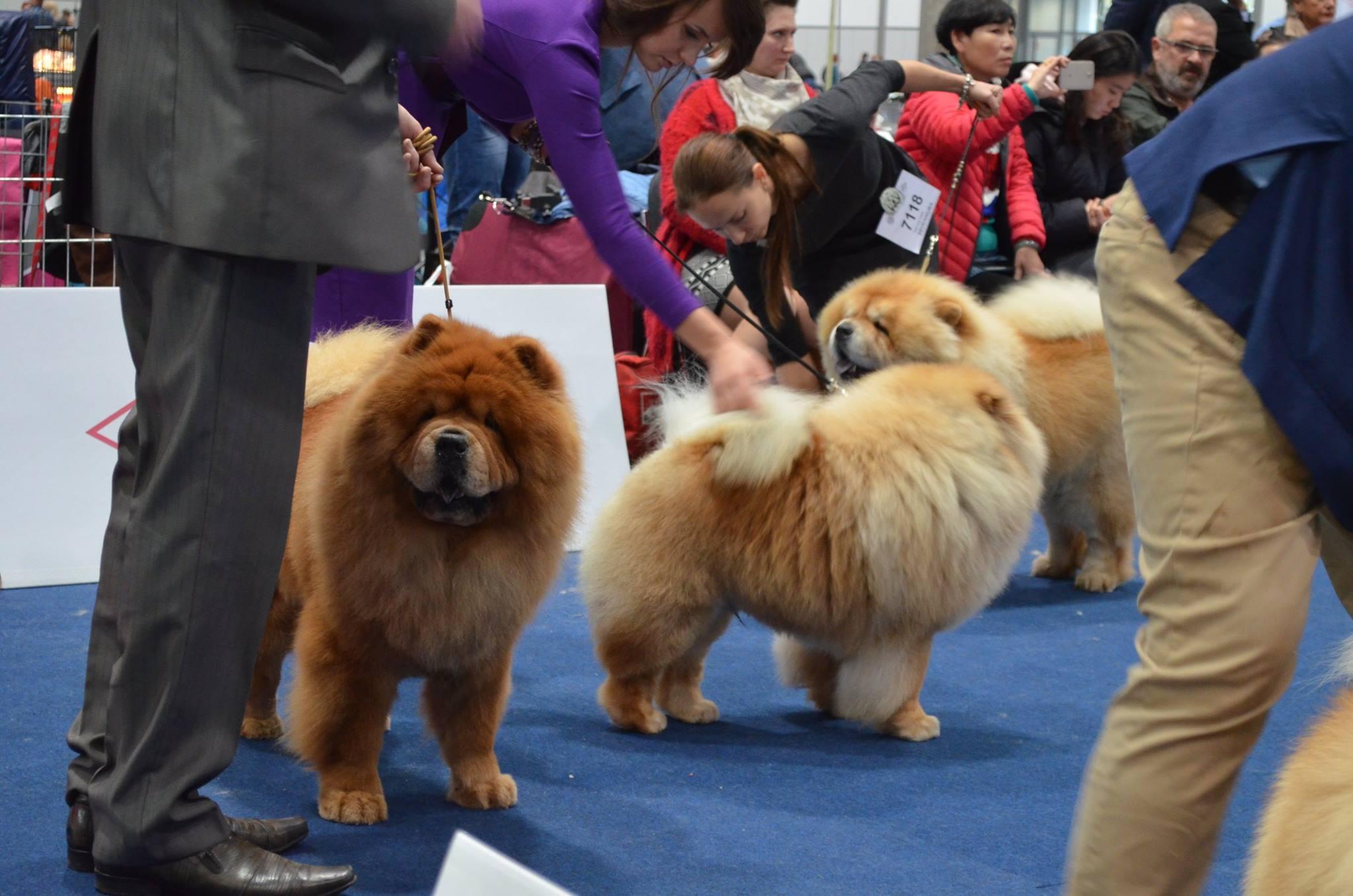 Сеня - 5 лет -  WDS-2017 (Лейпциг) - 10.11.2017г. - отл.