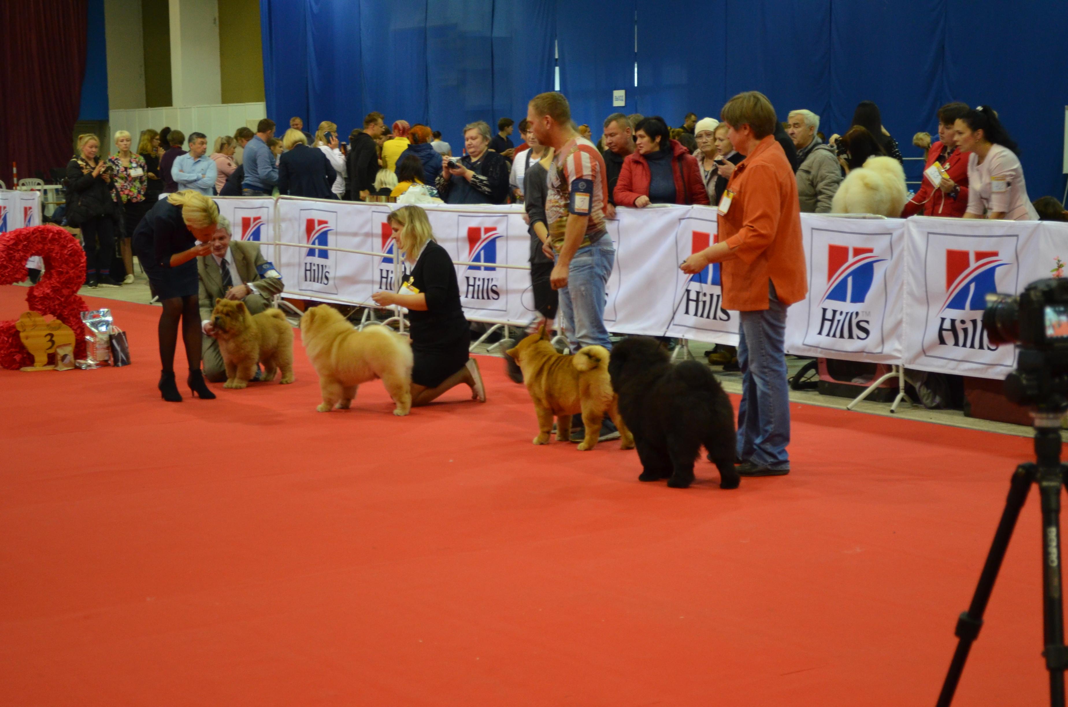Сеня первая выставка  16.02.2013, ЛБ