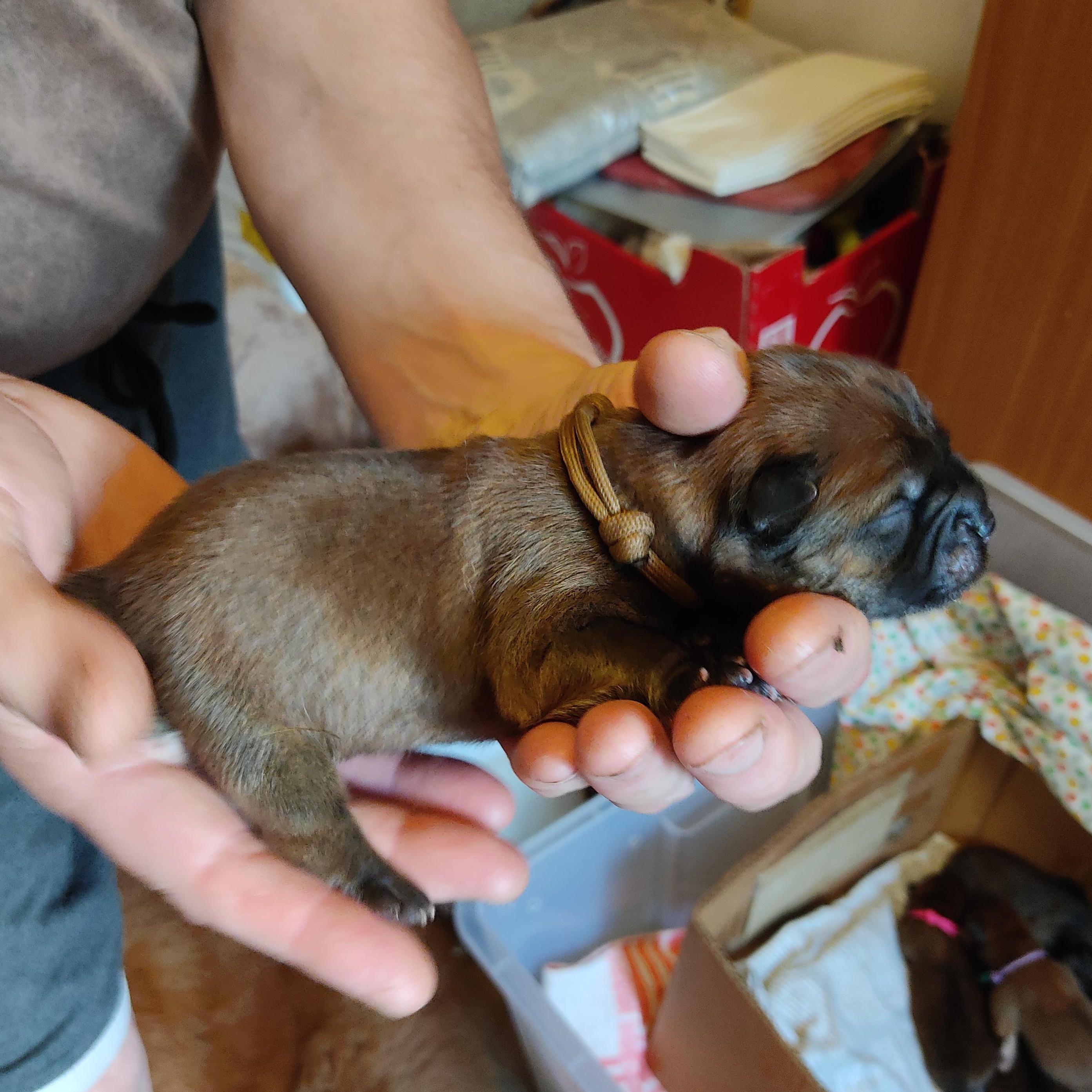 Клото Саманта Кобаджио