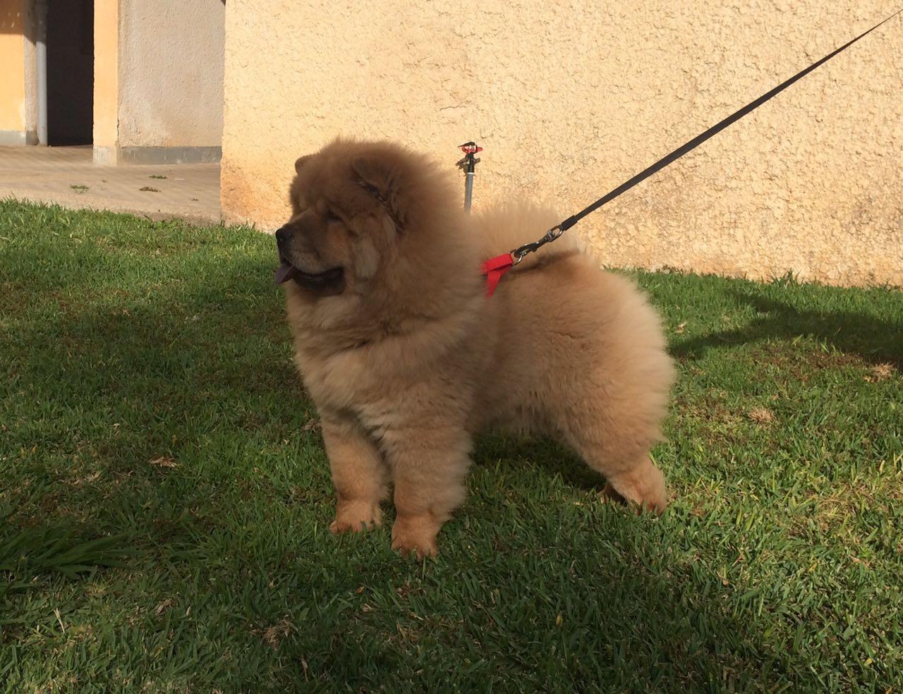 Клото Саманта Кобаджио