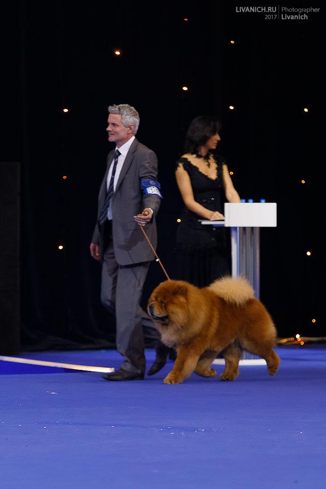 Сеня - 4,5 года -  Евразия-2017 - 19.04.2017г. - отл.1, СW, ЛК, ЛПП