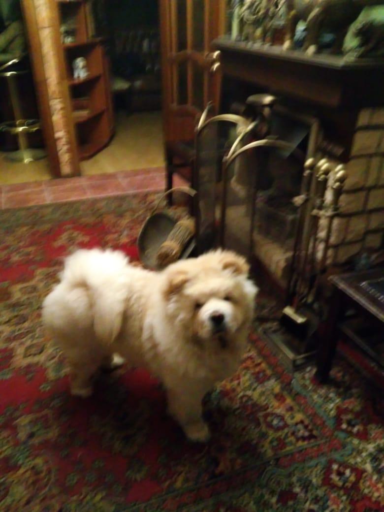 Клото Саманта Кобаджио