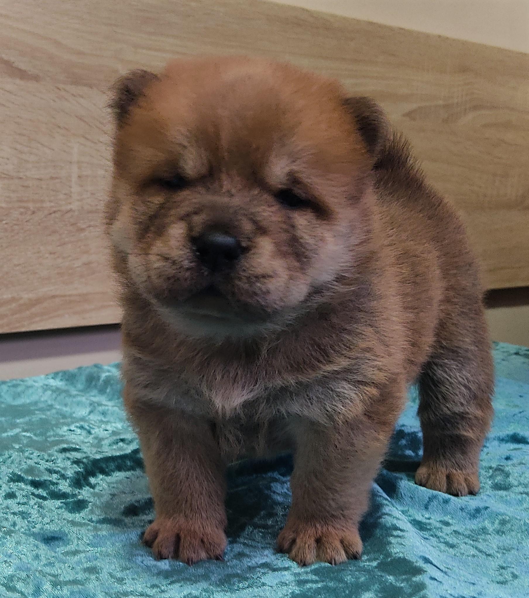 Клото Сани Анджонг