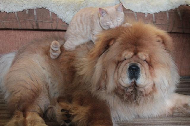 Цезарь 23 месяц