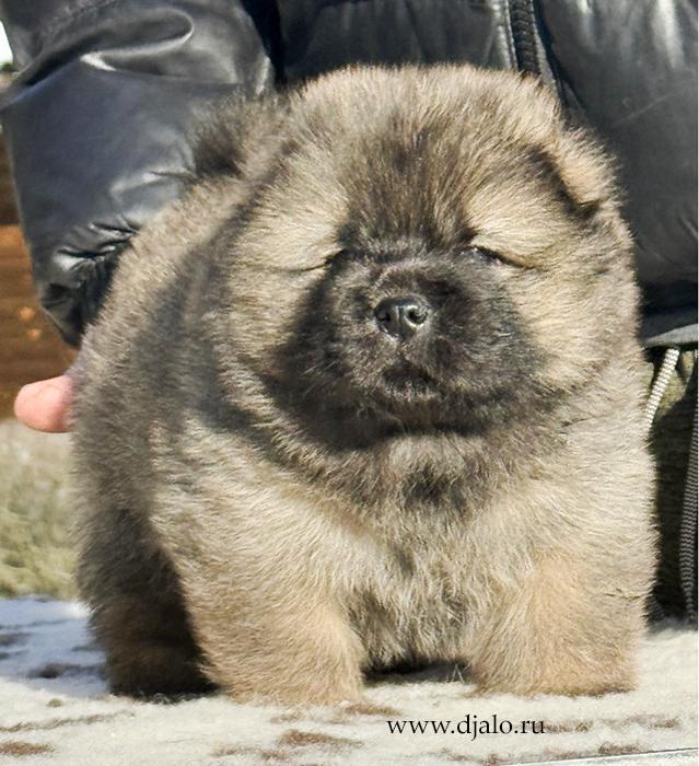 Осенний  Поцелуй Файер Сталкер (Сеня) - 1,5 месяца