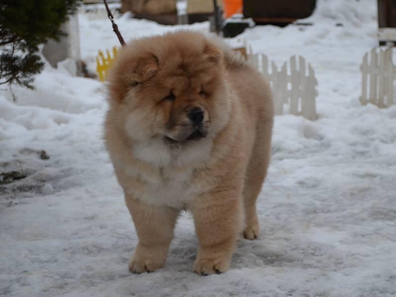 Клото Саманта Кобаджио