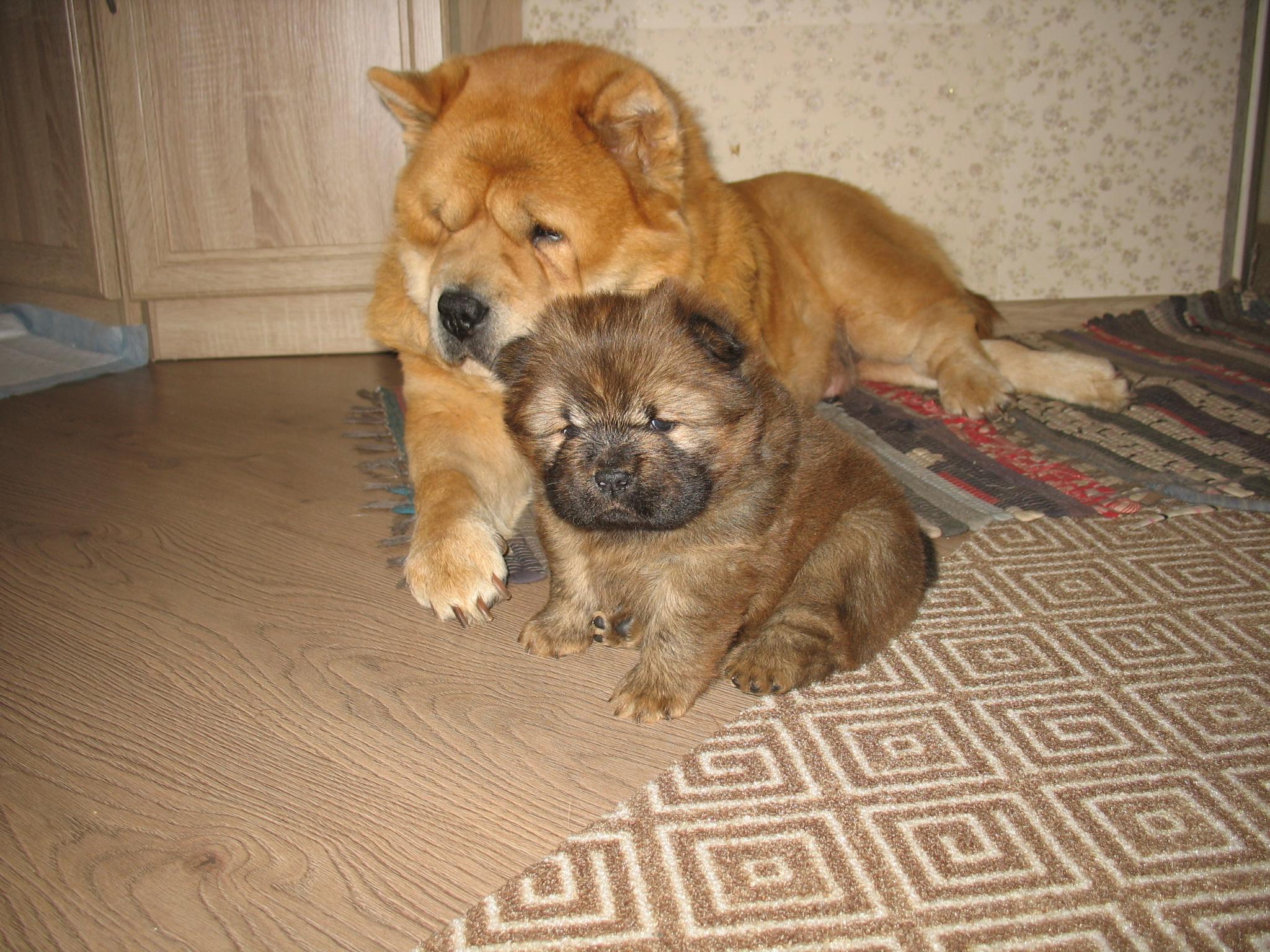 Клото Стефания Гуанчжоу