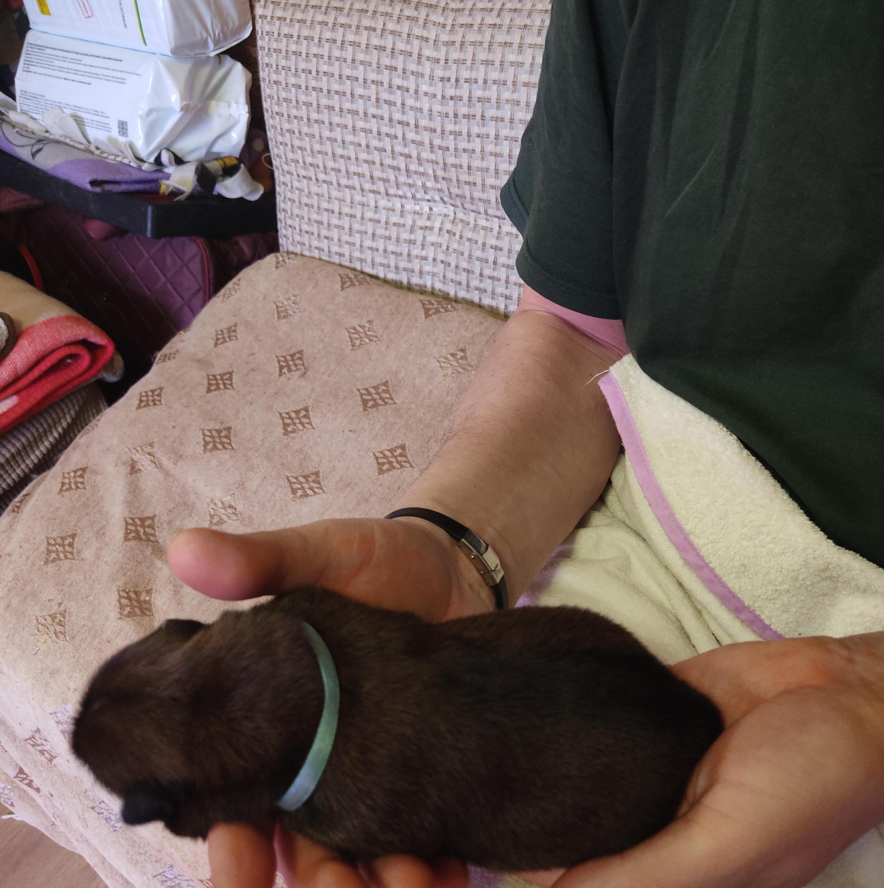 Клото Сани Анджонг