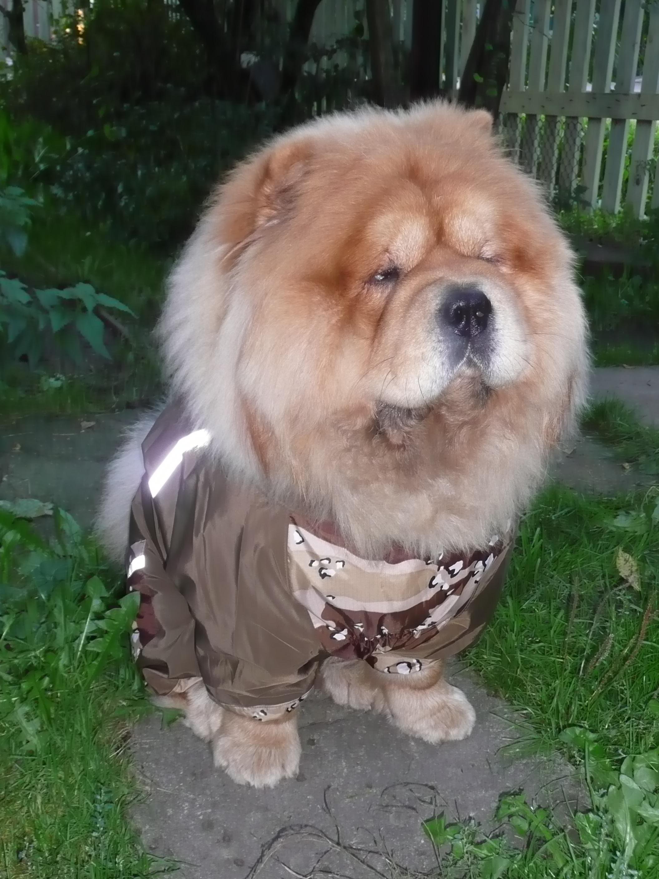 Цезарь 17 месяцев 