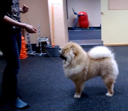 Клото Сантия Ли Мей