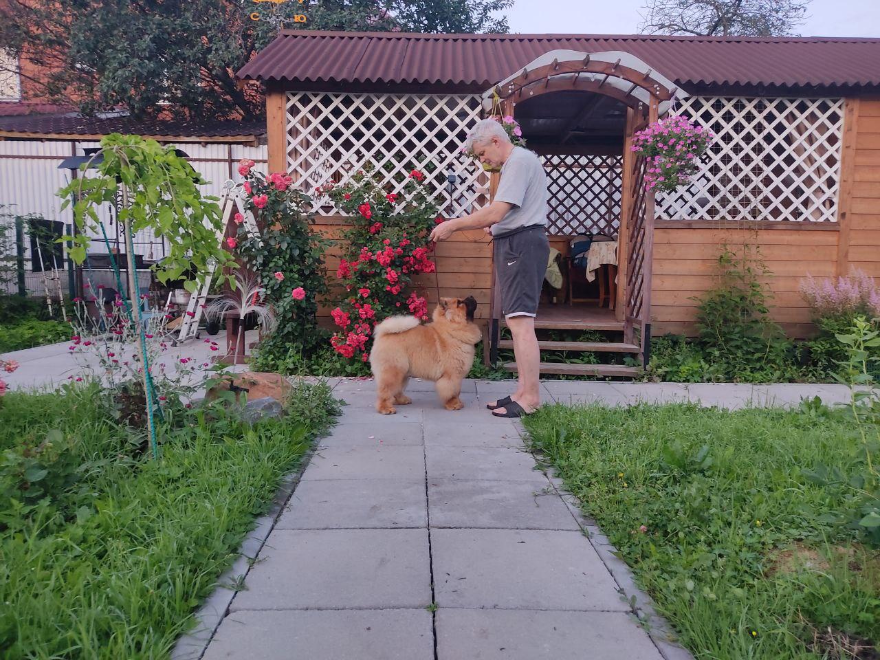 Осенний  Поцелуй Файер Сталкер (Сеня) - 1,5 месяца
