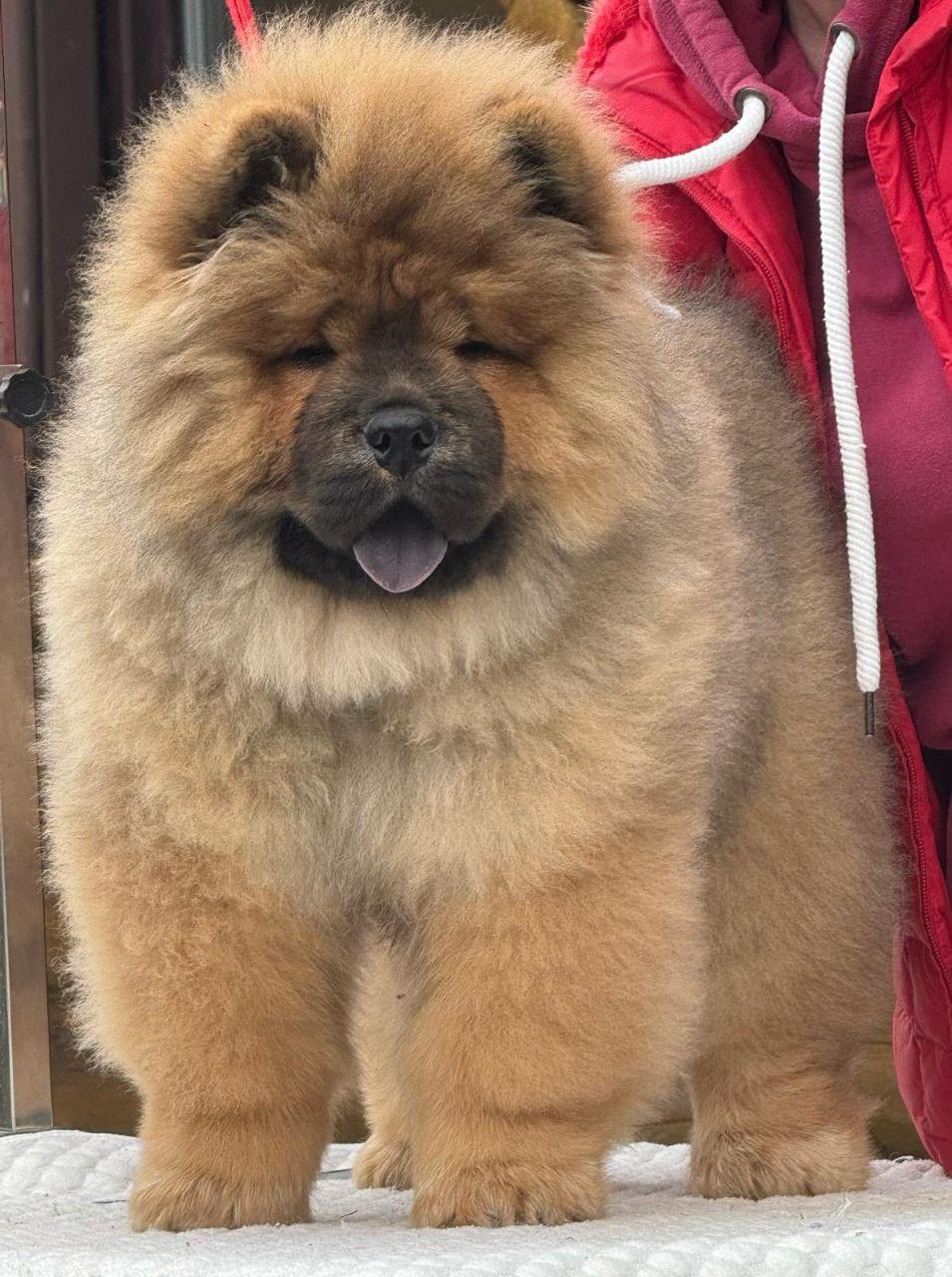 Осенний  Поцелуй Файер Сталкер (Сеня) - 1,5 месяца