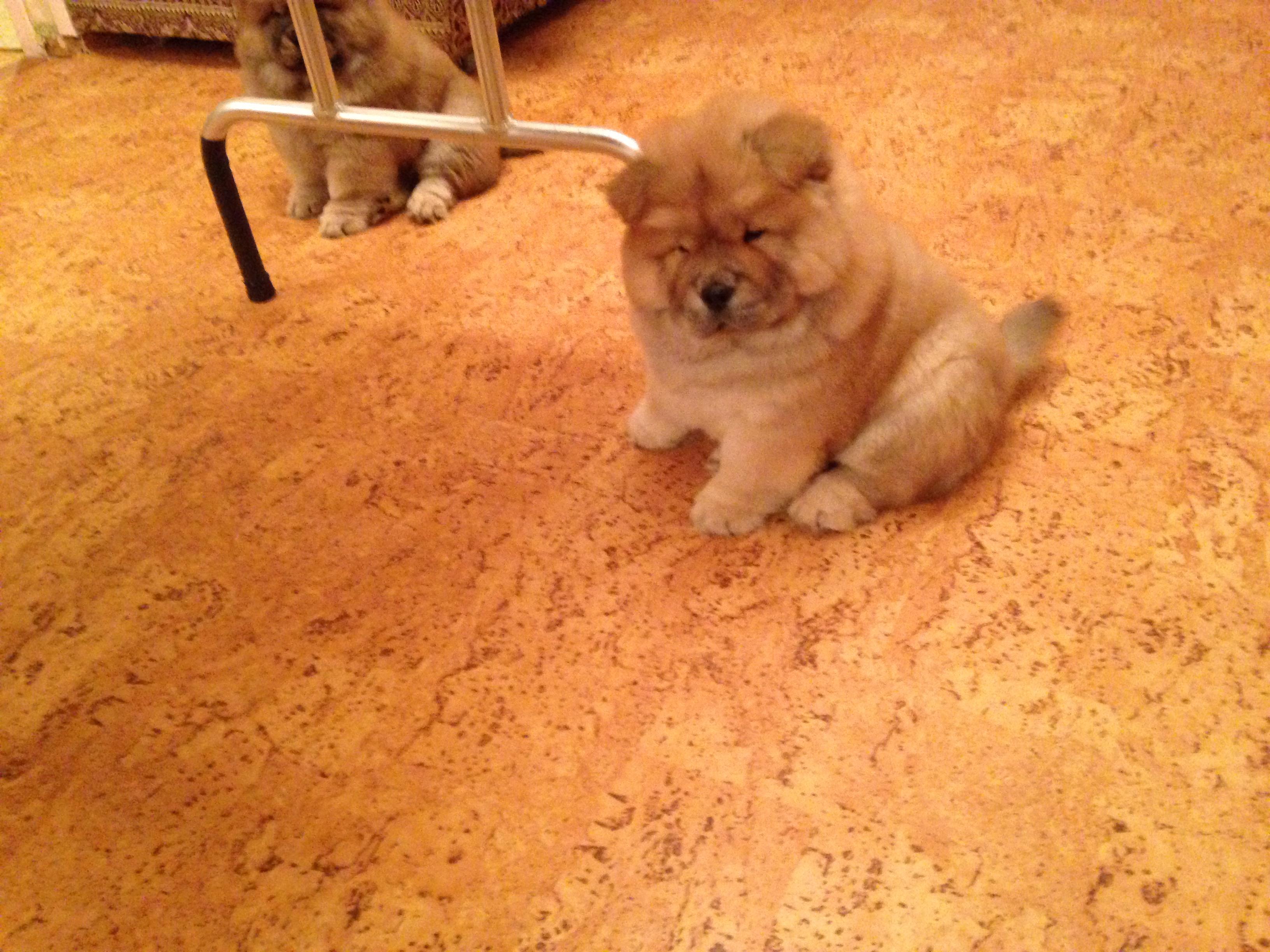 Клото Сантия Ли Мей 