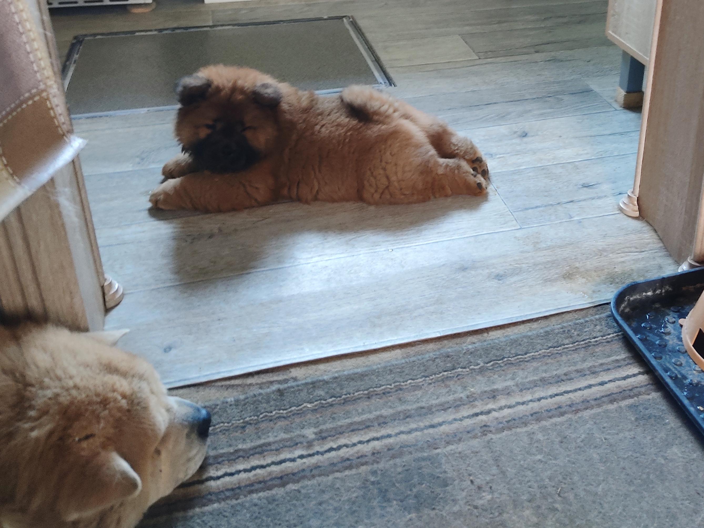 Клото Сани Анджонг