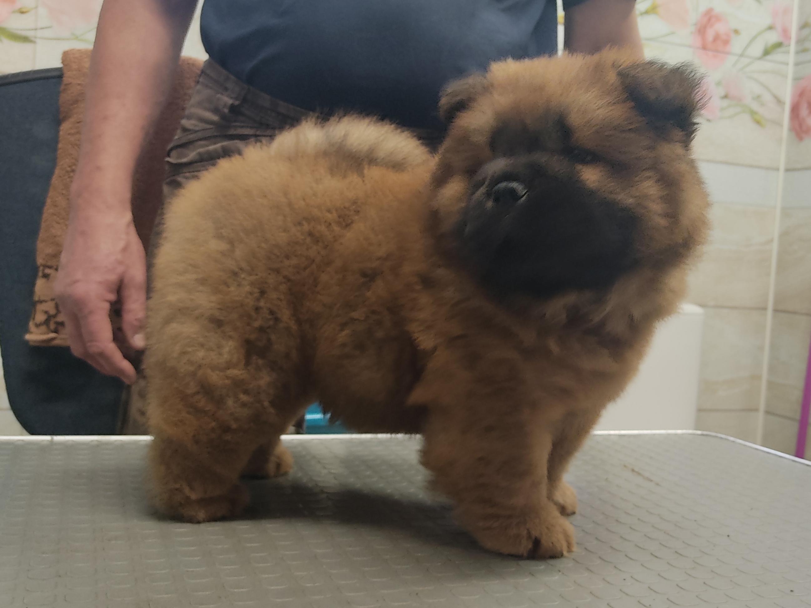 Клото Сани Анджонг