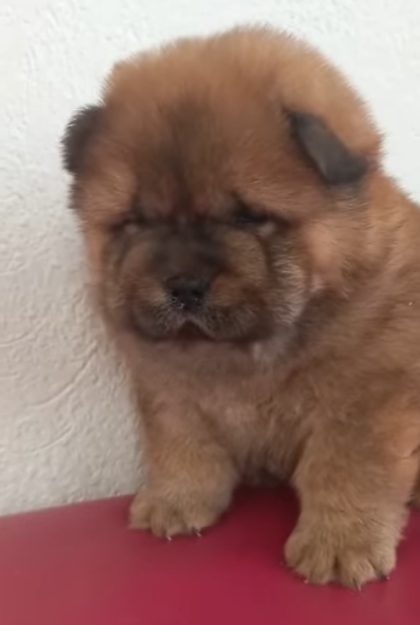 Клото Сани Анджонг