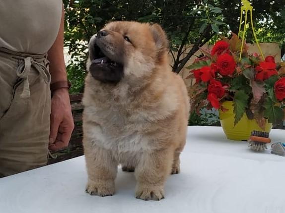 Клото Сантия Ли Мей 