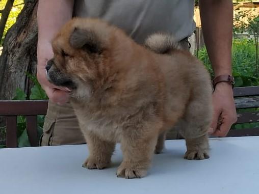 Клото Сани Анджонг