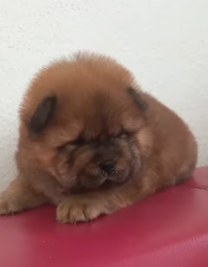 Клото Сани Анджонг