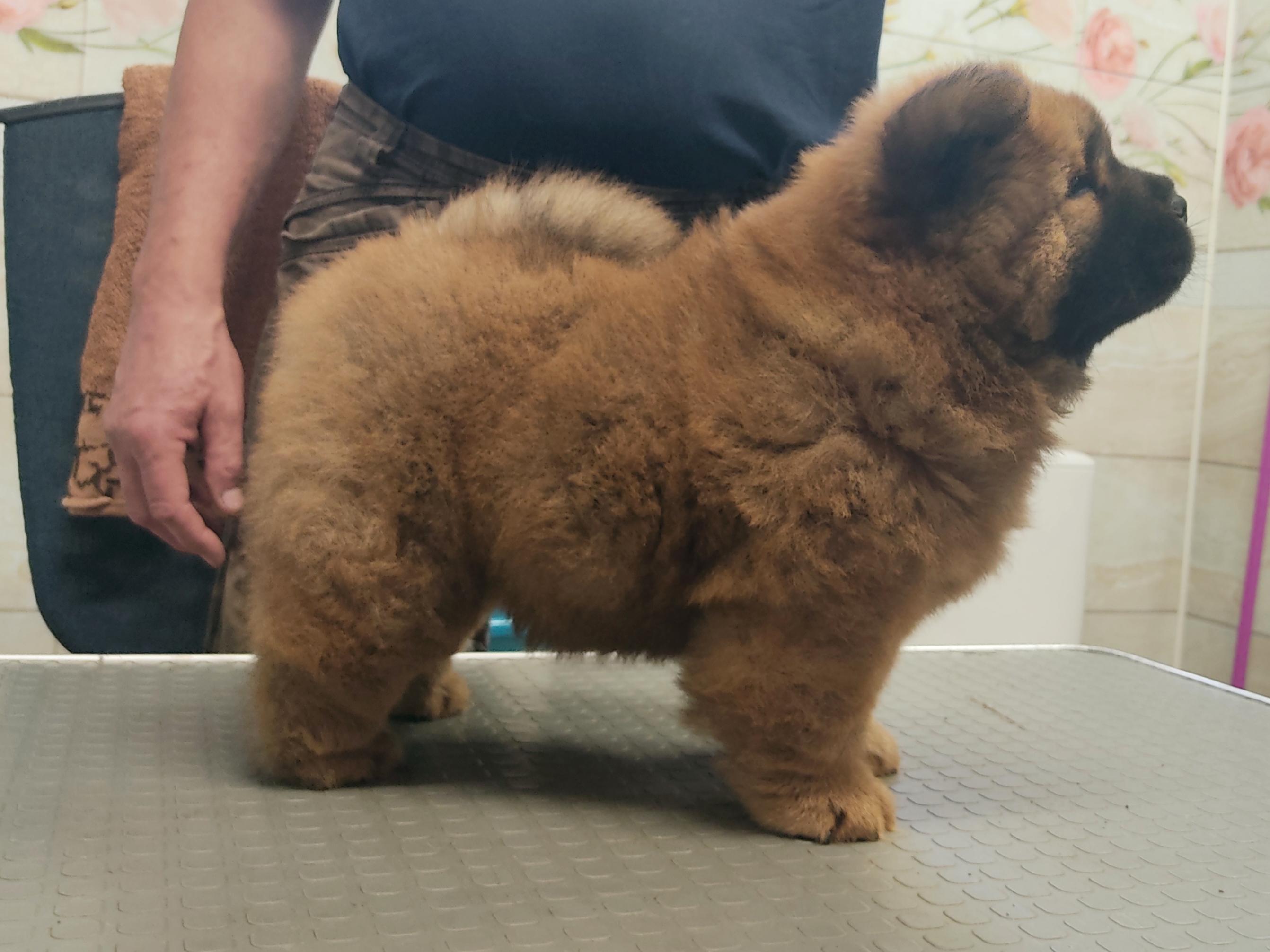 Клото Сани Анджонг