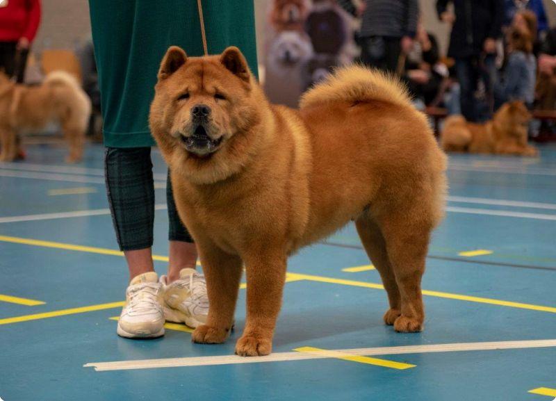 Wouke van het Bossche Front