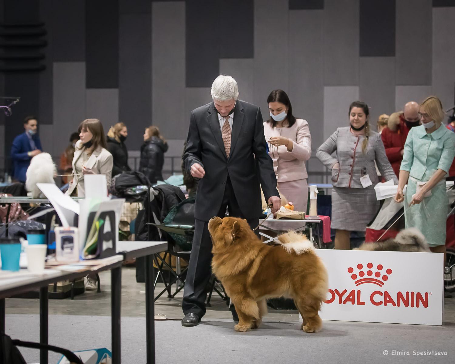 Сеня - 2,5 года - Евразия-2015 - 21.03.2015г. - отл. 3