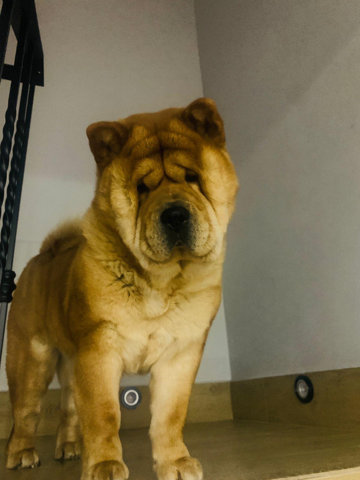 Клото Сани Анджонг