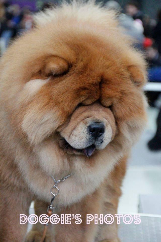 Сеня - 15 месяцев - Фауна - 08.02.2014 - отл., CW, САС, ЧФ