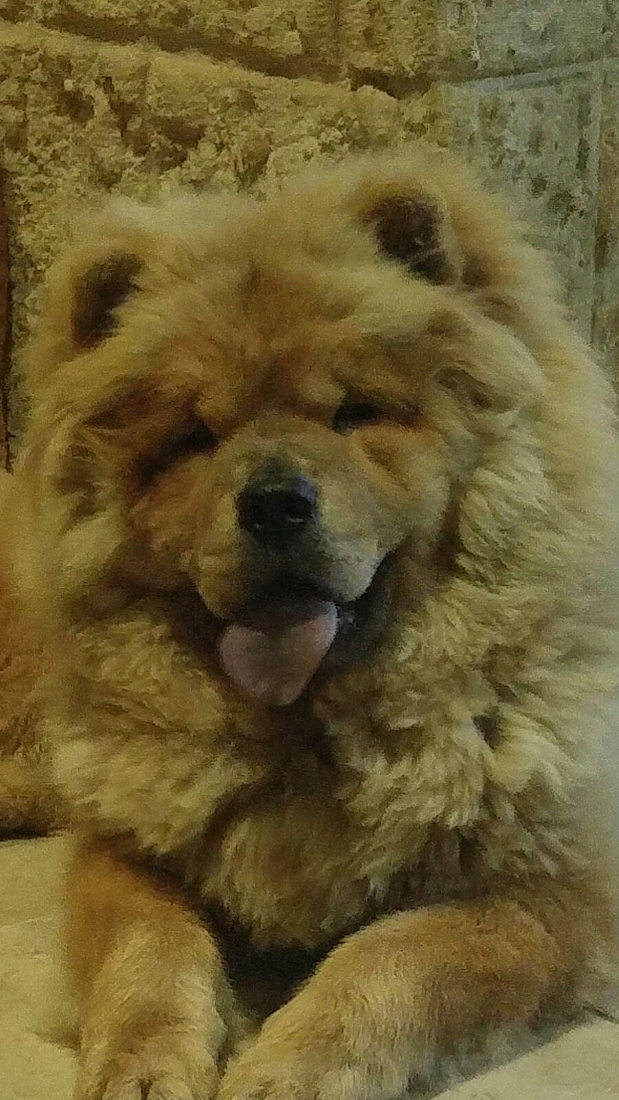 Клото Саманта Кобаджио