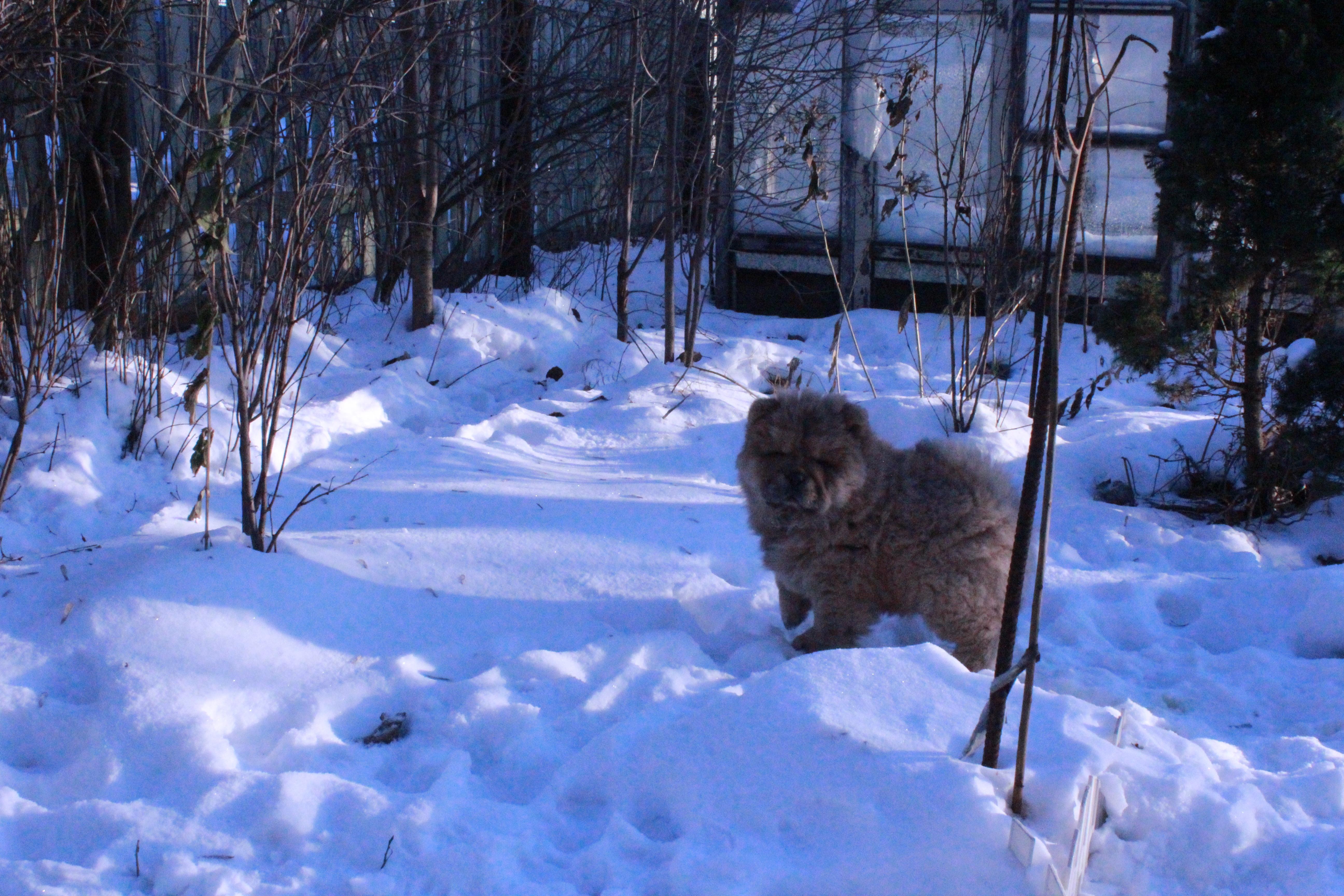Осенний  Поцелуй Файер Сталкер (Сеня) -  2 месяца
