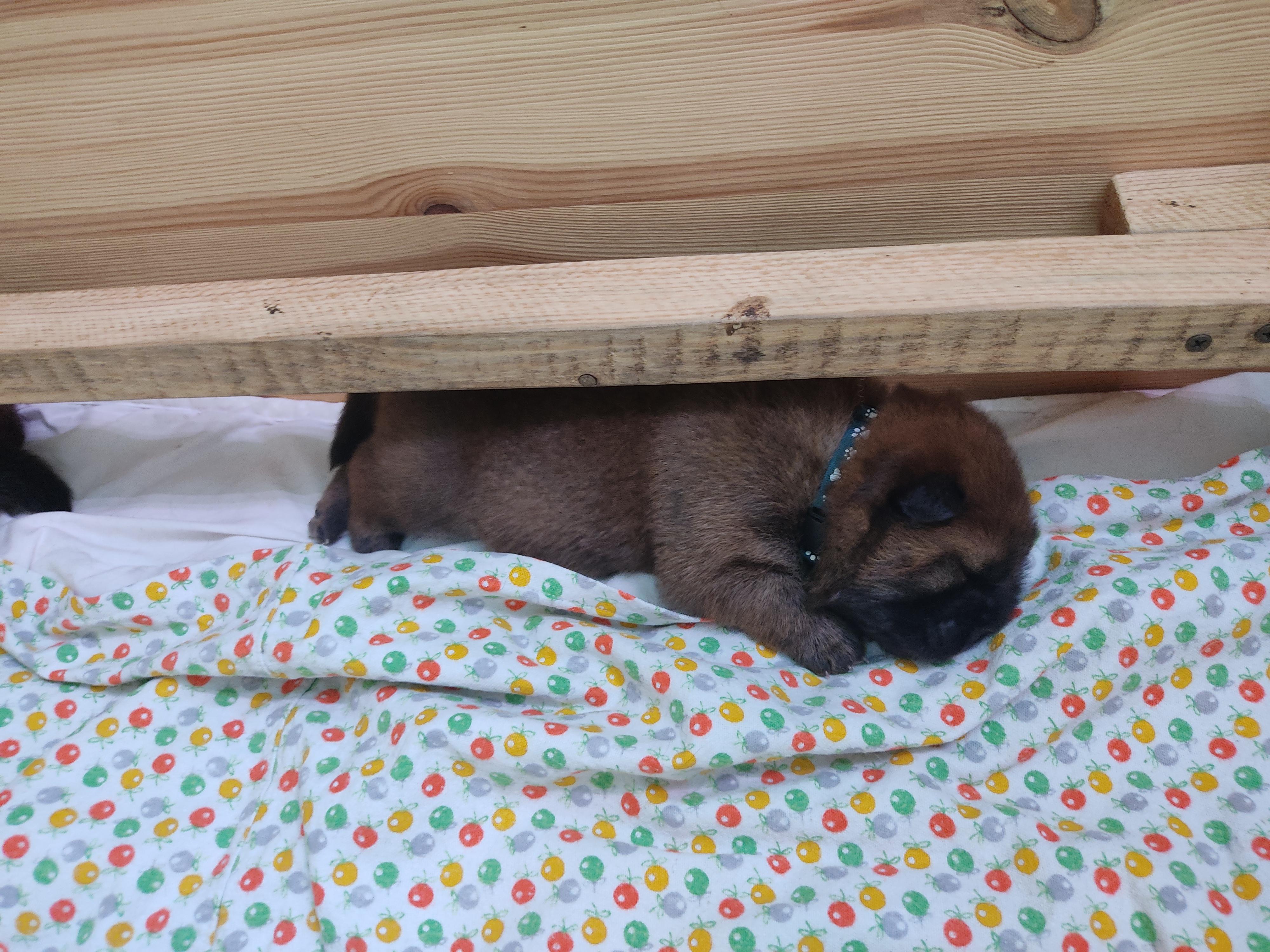 Клото Сани Анджонг