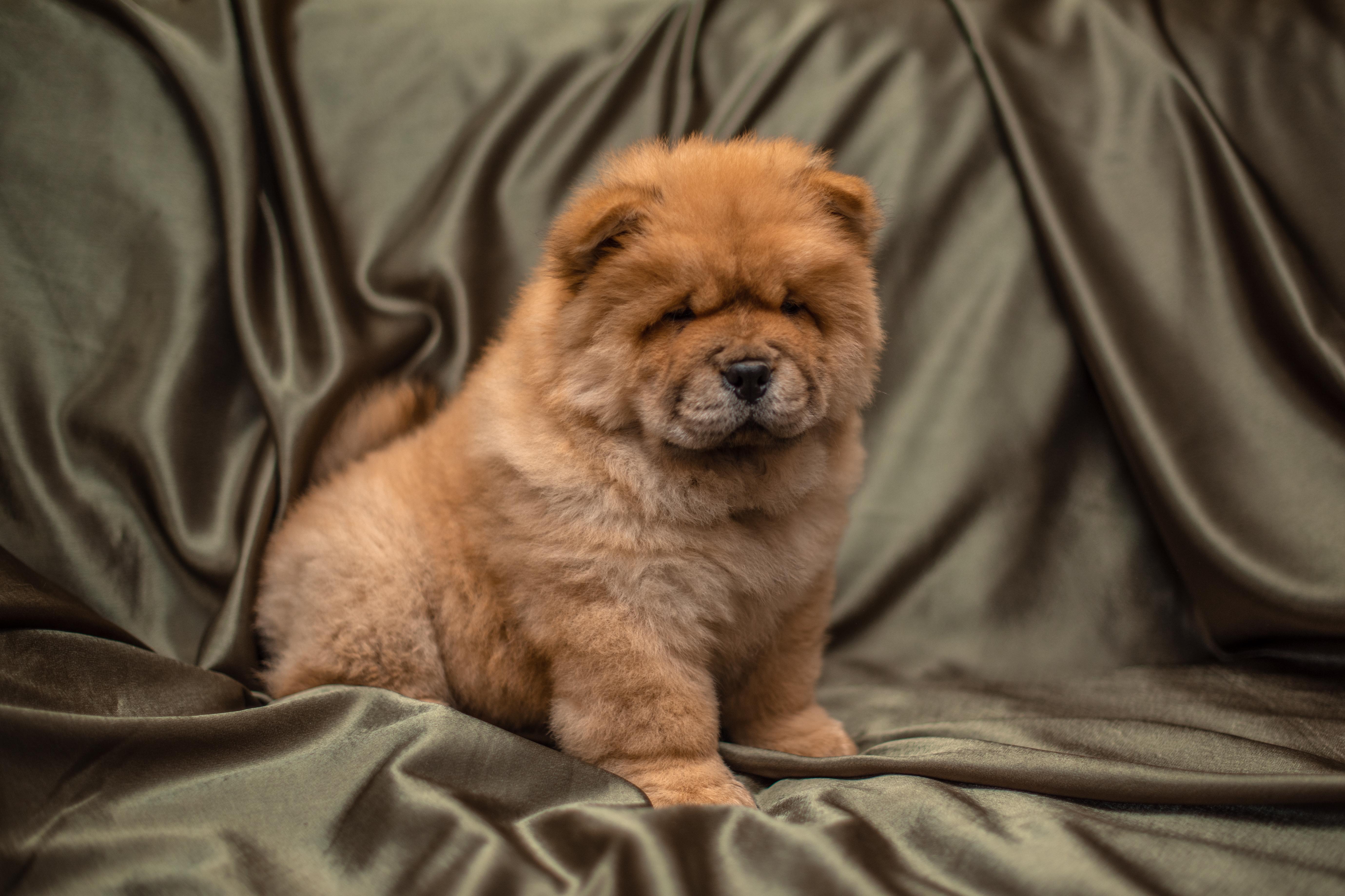 Клото Сантия Ли Мей 